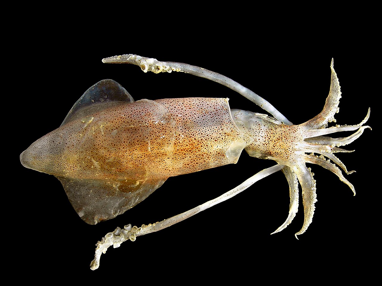 Calamar (Loligo spp.)