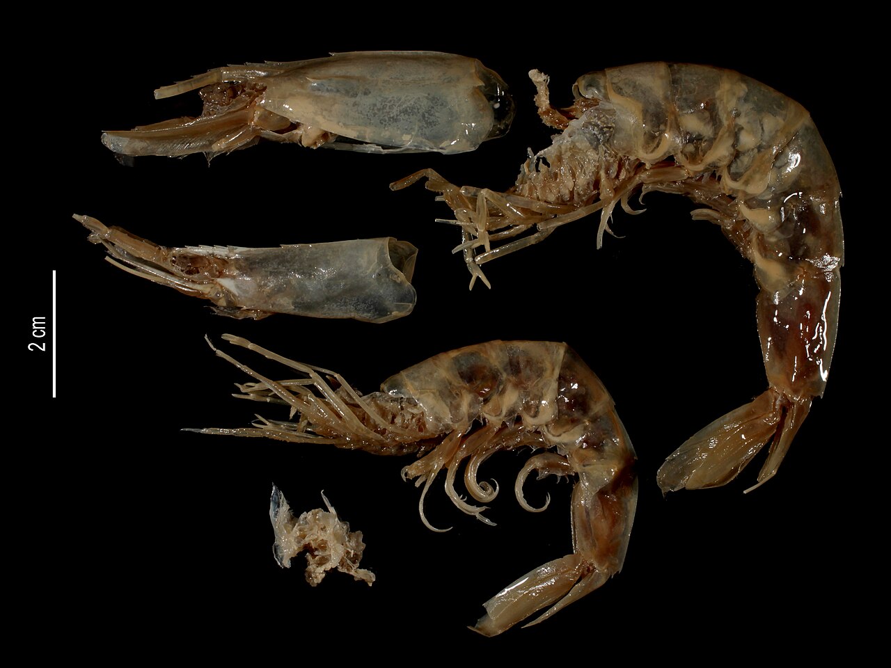 Langostino rosa (Parapenaeus longirostris)