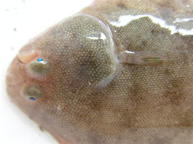 Lenguado (Soleidae spp.)