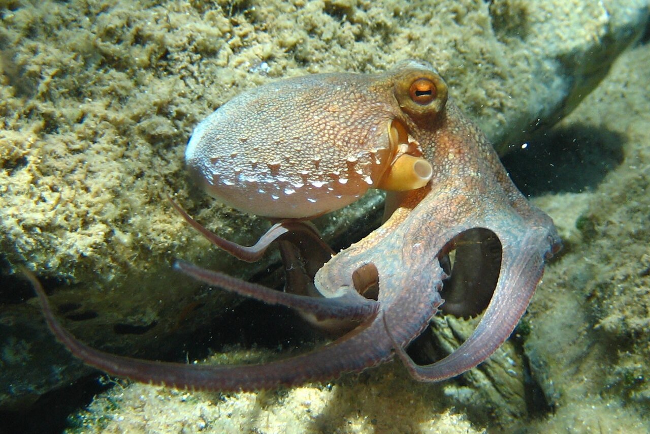 Pulpo (Octopus spp.)