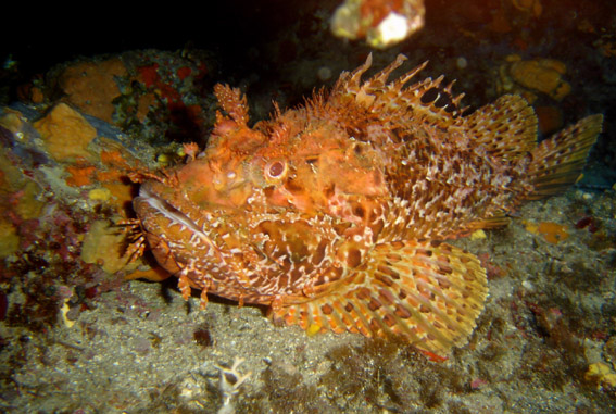 Rascacio (Scorpaena spp.)